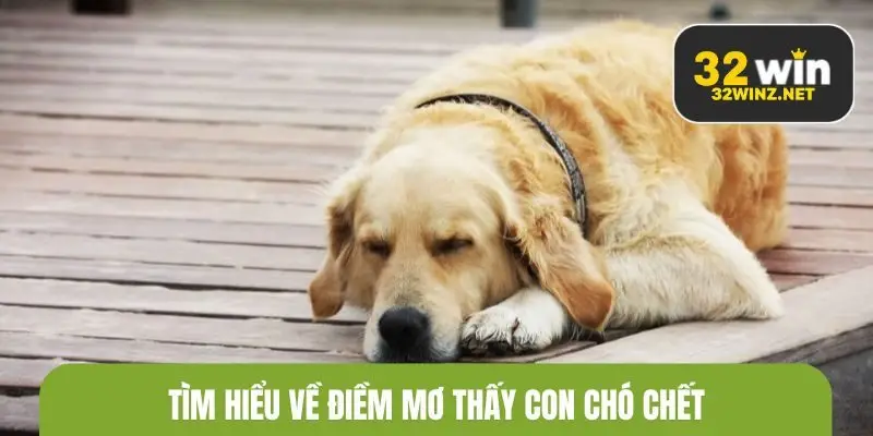 Tìm hiểu về điềm mơ thấy chó chết